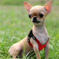 thumbnail image 4 of Pet Dog Harness Soft Suede Small Dog Harness for Puppies Adjustable Chest Strap, 4 of 5