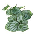 thumbnail image 4 of Reptiles Simulation Laisse Décoration, Fausses Feuilles en Plastique Fade Résistant Naturel Couleur des Feuilles pour Reptile Réservoir, 4 of 8