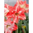 thumbnail image 4 of GSDWIUEW Double Amaryllis Bulbs for Fall Planting Large Hippeastrum Perennial Flowers Bulbs Size 10-11 Inch Perfect for Home Decor Garden, Gift with Wrapping and Planting Instruction (2, TIKA Sunrise), 4 of 6