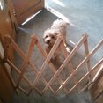 thumbnail image 4 of Barrière pour Animaux Porte Coulissante pour Chien Barrière pour Animaux Rétractable Réglable Porte Coulissante pour Chien Bois Intérieur Barrière pour Chien Entrée Escaliers Clôture pour Chiot, 4 of 8