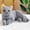 Gris, variante sur Animal en Peluche Chat,Animal en Peluche Chat,Animal en Peluche Chat en Peluche,Animaux Chat en Peluche Doux Mignons,Chat en Peluche Blanc,Anniversaire pour Enfants,Garçons,Filles,Jouet en Peluche Chat Gros,Jouet de Simulation Chat Mignon