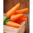 thumbnail image 1 of GSDWIUEW Carotte Sucrée Carotel Rouge Légume Patrimonial pour la Plantation, 1 of 8