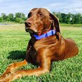 thumbnail image 3 of Waterproof dog collar with heavy duty center ring, 3 of 5