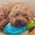 thumbnail image 3 of Clean Earth Plush Turtle Dog Toy - 100% Sustainable, 3 of 4