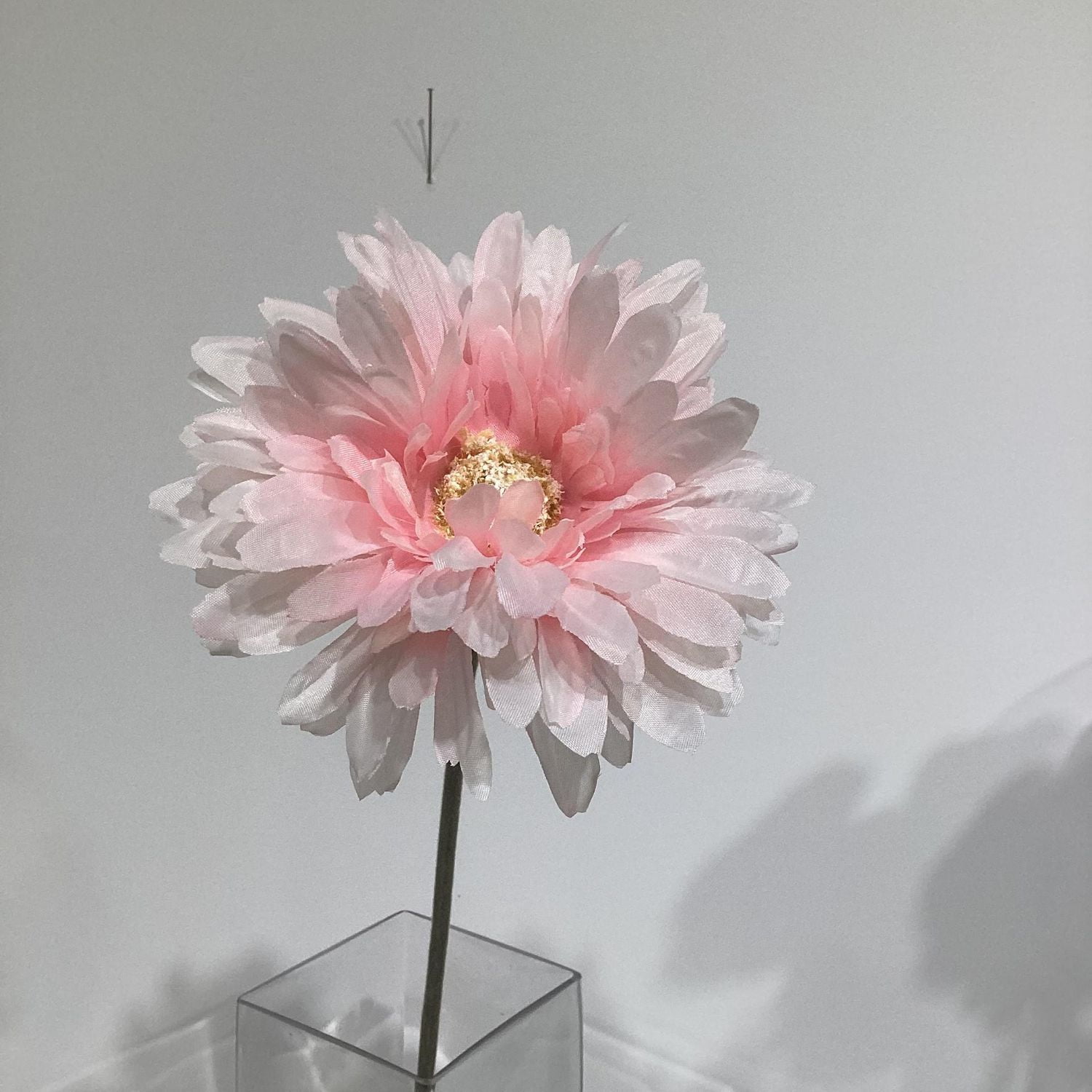 GERBERA ROSE