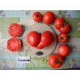 thumbnail image 3 of HJADGG Seeds European Tomato Tree as Tamarillo Heirloom Non-GMO, 3 of 8