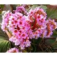 thumbnail image 3 of GSDWIUEW 100 Seeds, BERGENIA HEARTLEAF PIGSQUEAK Bergenia Cordifolia, 3 of 3