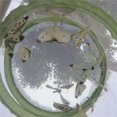 thumbnail image 4 of Foldable Caterpillar Habitat Butterfly Cage For Airflow Butterfly Education Toy, 4 of 7