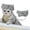 Argent, variante sur Bonnet de Douche pour Animaux avec Sangle Ajustable - Ajustement Sécuritaire pour les Oreilles, Bain Facile, Toilettage pour Chiens et Chats