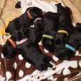 thumbnail image 2 of 12 Couleurs Colliers d'Identification pour Chiots Bande pour Chien Nouveau-Né Tissu Doux Collier d'Identification Réglable, 2 of 9