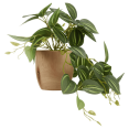 thumbnail image 1 of Bouclair Green Artificial Fittonia in Wood Pot, 1 of 2