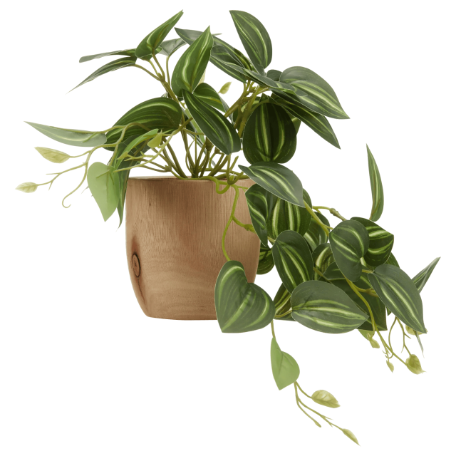 Bouclair Green Artificial Fittonia in Wood Pot