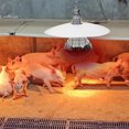 thumbnail image 2 of MLINS Livestock Heating Light Piglet Heating Preservation Lamp Livestock Lamp, 2 of 6