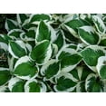 thumbnail image 4 of Hosta Patriot, pot de 7,5 L (2 gal), 4 of 4