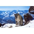 thumbnail image 2 of Planet Earth II/Blue Planet II (4K Ultra HD + Blu-ray) [UHD], 2 of 11