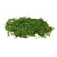 thumbnail image 4 of thinsony Miniature Leaf Diorama for Model Railroad Micro Landscape Architecture Model Green, 4 of 8