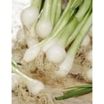 thumbnail image 1 of Bulbes d'oignons Tasc – Oignons verts de Southport (bulbes de plantes potagères), 1 of 2