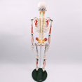thumbnail image 4 of Human Skeleton Model for ,Life Size Human Skeleton Model with Numbered & Painted Muscle and Insertion Points Rolling Stand, 4 of 7