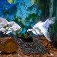 thumbnail image 3 of Fish Tank Landscaping Ceramic Conch Water Fountain Outside Water Fountain, 3 of 8