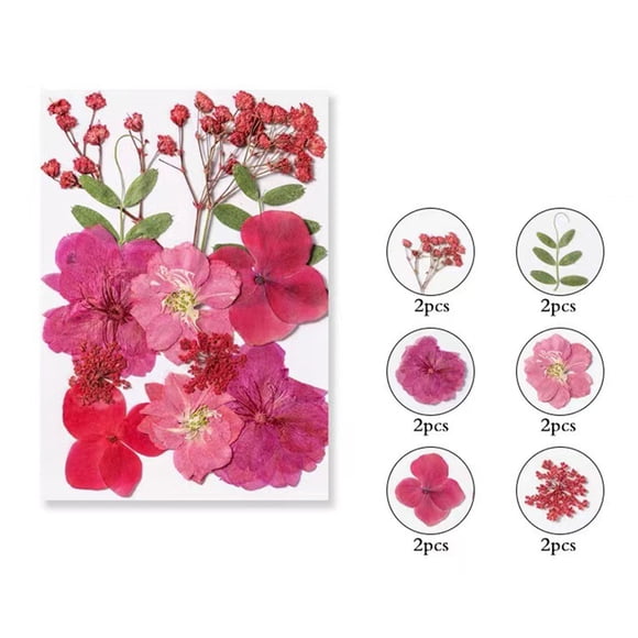 Dvkptbk Colorful Natural Dried Flowers And Embossed Decorative Set