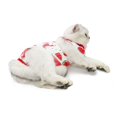 thumbnail image 4 of Chirurgie d'Été pour la Stérilisation des Chats après la Récupération pour Chats, 4 of 7