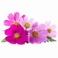 thumbnail image 1 of Graines de Cosmos, 1 of 1