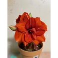 thumbnail image 1 of GSDWIUEW Double Amaryllis Bulbs for Fall Planting Large Hippeastrum Perennial Flowers Bulbs Size 10-11 Inch Perfect for Home Decor Garden, Gift with Wrapping and Planting Instruction (1, TIKA Magic), 1 of 5