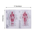 thumbnail image 4 of CRAFTHROU 1Set Silk Multi-Colored Anatomical Human Anatomy Posters for Educational Hanging Picture 17.3x12.9in, 4 of 5