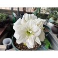 thumbnail image 4 of GSDWIUEW Double Amaryllis Bulbs for Fall Planting Large Hippeastrum Perennial Flowers Bulbs Size 10-11 Inch Perfect for Garden, Gift with Wrapping and Planting Instruction (1, White Symphony), 4 of 5
