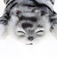 thumbnail image 3 of Electric Naughty Cat Pet Stuffed Animal Model Action Figure Table Decoration Grey, 3 of 8