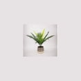 thumbnail image 1 of Lerman Decor's tropical potted plant, 1 of 4