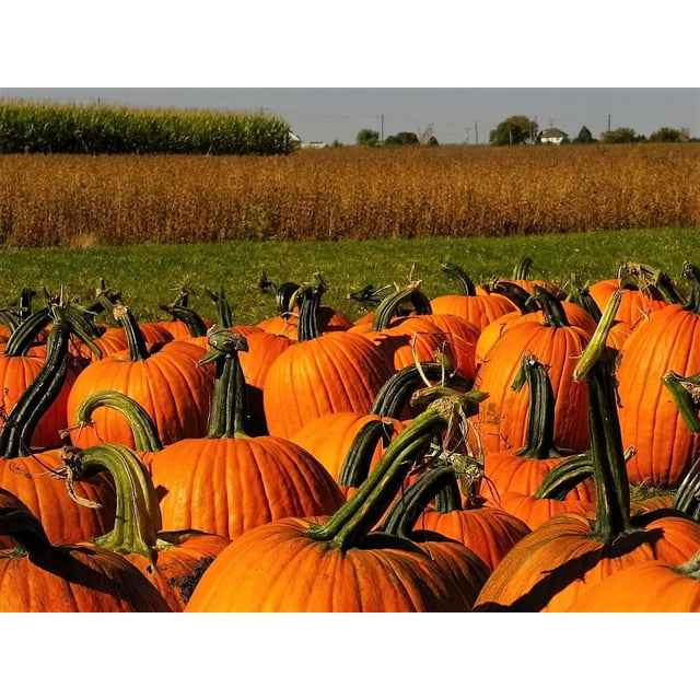 50 Connecticut Field Pumpkin BigTom Orange Yankee Cucurbita Pepo Vegetable Seeds. A collection of heirloom Connecticut Field Pumpkins with bright orange color and uniform round shapes, sitting upright in a sunny field. Perfect for fall decorations, carving, painting, and making pies. Suitable for garden enthusiasts and vegetable growers. The background features a rural landscape with cornfields and open skies.