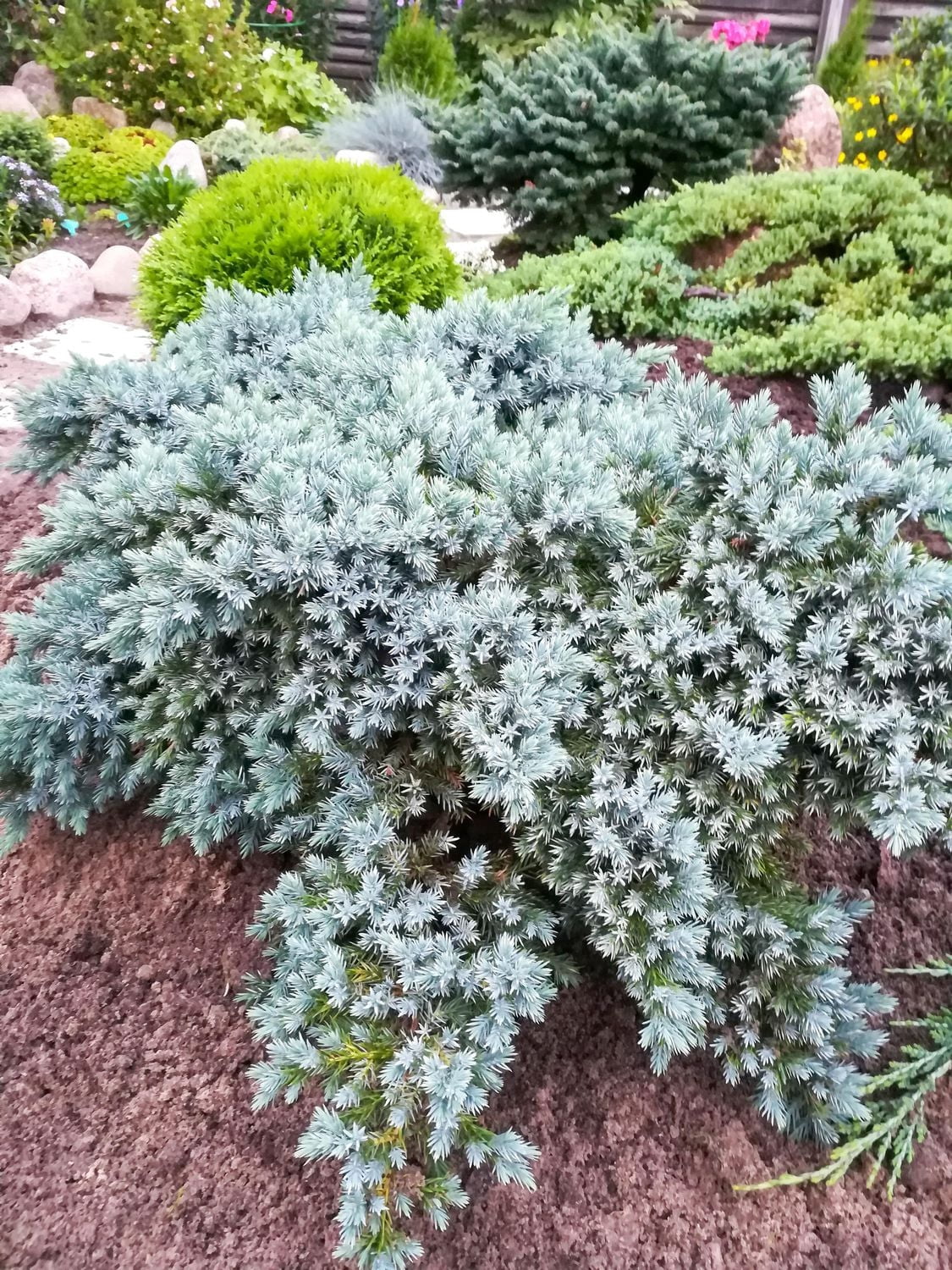 6 plantes variées à feuilles persistantes, pot de 3,8 L (1 gal)