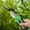 handheld pruners save effort Under $5 a2, variant on Kadlawus Garden Pruning Shears for Gardening, Stainless Steel Blades Handheld Pruners, Effort-Saving Pulley Lever Bypass Pruners for Branches, Flowers, Plants