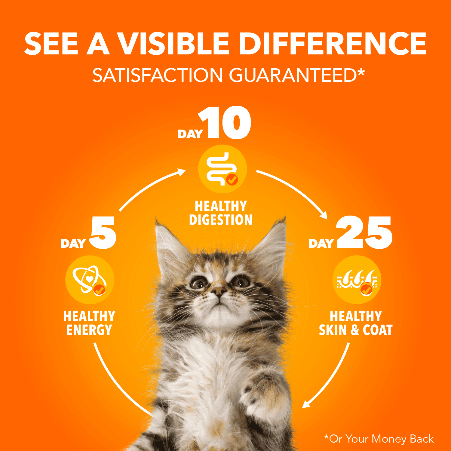 Nourriture humide sans céréales pour chatons IAMS PERFECT PORTIONS Healthy Kitten Pâté recette au poulet