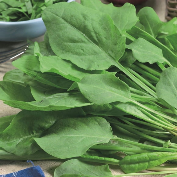 HIGHGW Seeds Sorrel Plant Herb Giant Organic for Planting Outdoor 1000 Seeds