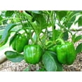thumbnail image 2 of 200 Grosses Graines de Poivron Vert Doux Capsicum Annuum Légumes, 2 of 8