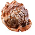 thumbnail image 1 of Natural Bull's Mouth Helmet Conch Shell Coral Sea Snail Fish Tank Adorn Ornament 1Pcs, 1 of 9