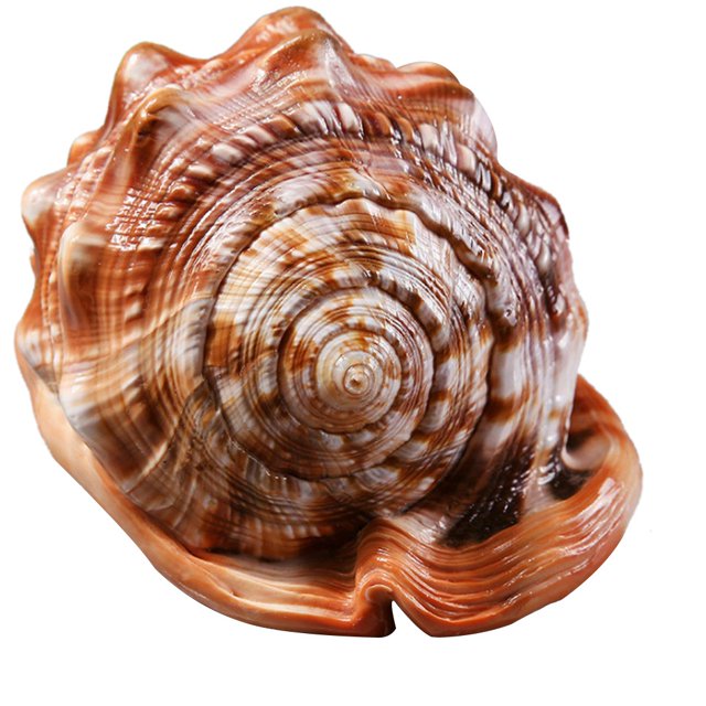 Natural Bull's Mouth Helmet Conch Shell Coral Sea Snail Fish Tank Adorn Ornament, featuring a natural yellow and white shell with intricate ridges and a polished surface. Measuring approximately 13-15 cm in length, this shell is ideal for aquarium decoration, home décor, or creating a seaside ambiance. Note: Stand not included.