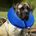 thumbnail image 1 of Zhuge Inflatable Collar for Dogs and Cats Protective Inflatable Cone Soft Pet Recovery E-Collar for after Surgery Prevent Pets From Touching Stitches (X-Large), 1 of 5