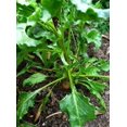 thumbnail image 5 of 30 Graines de Betterave Dorée BURPEE'S Beta Vulgaris à Racine Jaune Légumes, 5 of 5