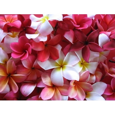 Seedville Plumeria 10 Graines Graines de Frangipanier Lei, Couleurs Assorties, Arbuste Parfumé Petit Arbre