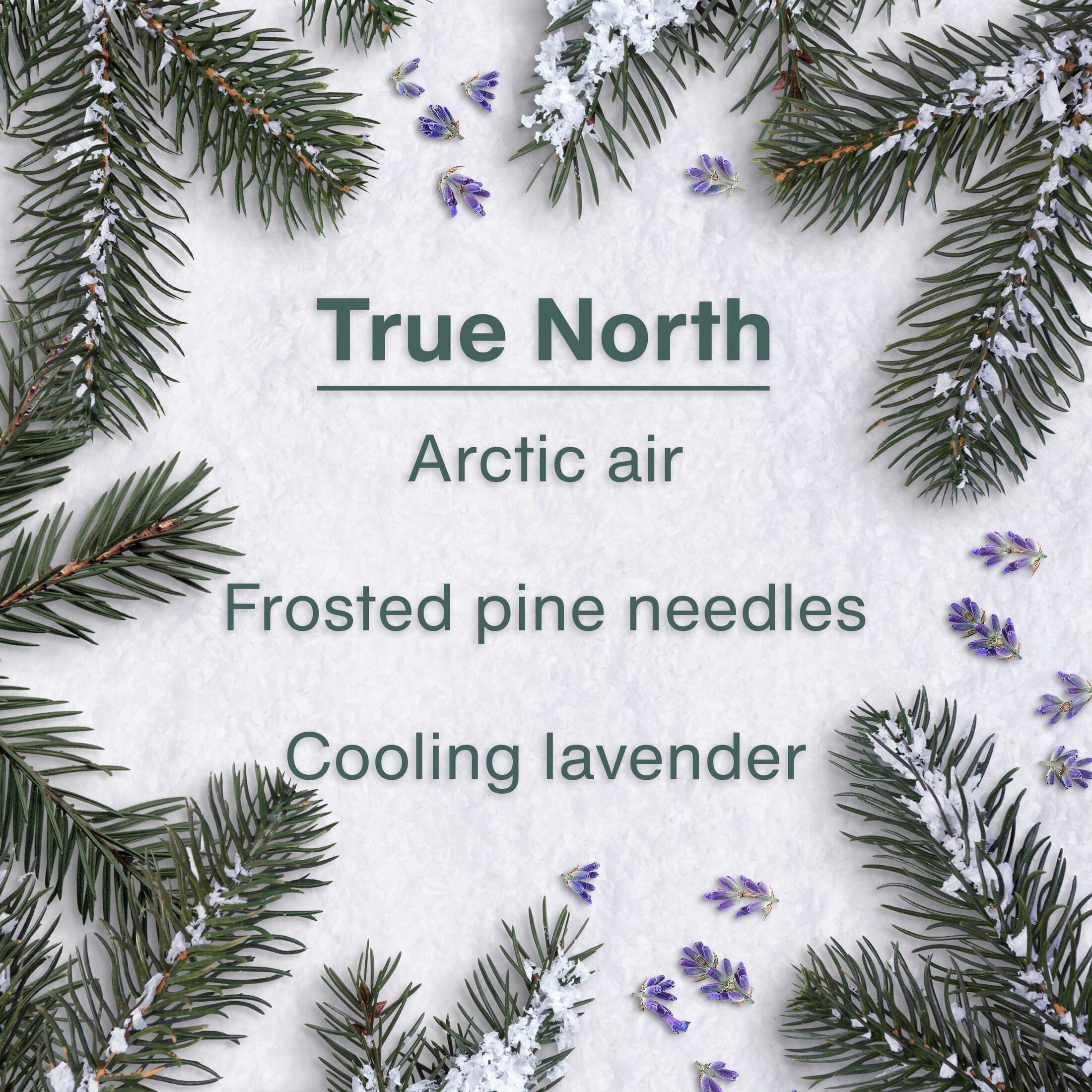LITTLE TREES air freshener True North 6-Pack