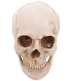 thumbnail image 1 of FRCOLOR Modèle de Crâne Humain Simulation Résine Taille Réelle 1:1 Modèle de Crâne Humain Traçage Anatomique Médical Décoration d'Halloween Statue, 6.3"X5.91"X5.91 Pouces, 1 of 5