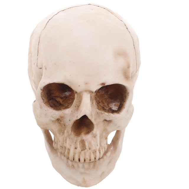 FRCOLOR Modèle de Crâne Humain Simulation Résine Taille Réelle 1:1 Modèle de Crâne Humain Traçage Anatomique Médical Décoration d'Halloween Statue, 6.3"X5.91"X5.91 Pouces