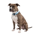 thumbnail image 1 of One Paw, Silicone Dog Collar with Metal Buckle, Water Repellent, Multiple Sizes and Colours, 1 of 11