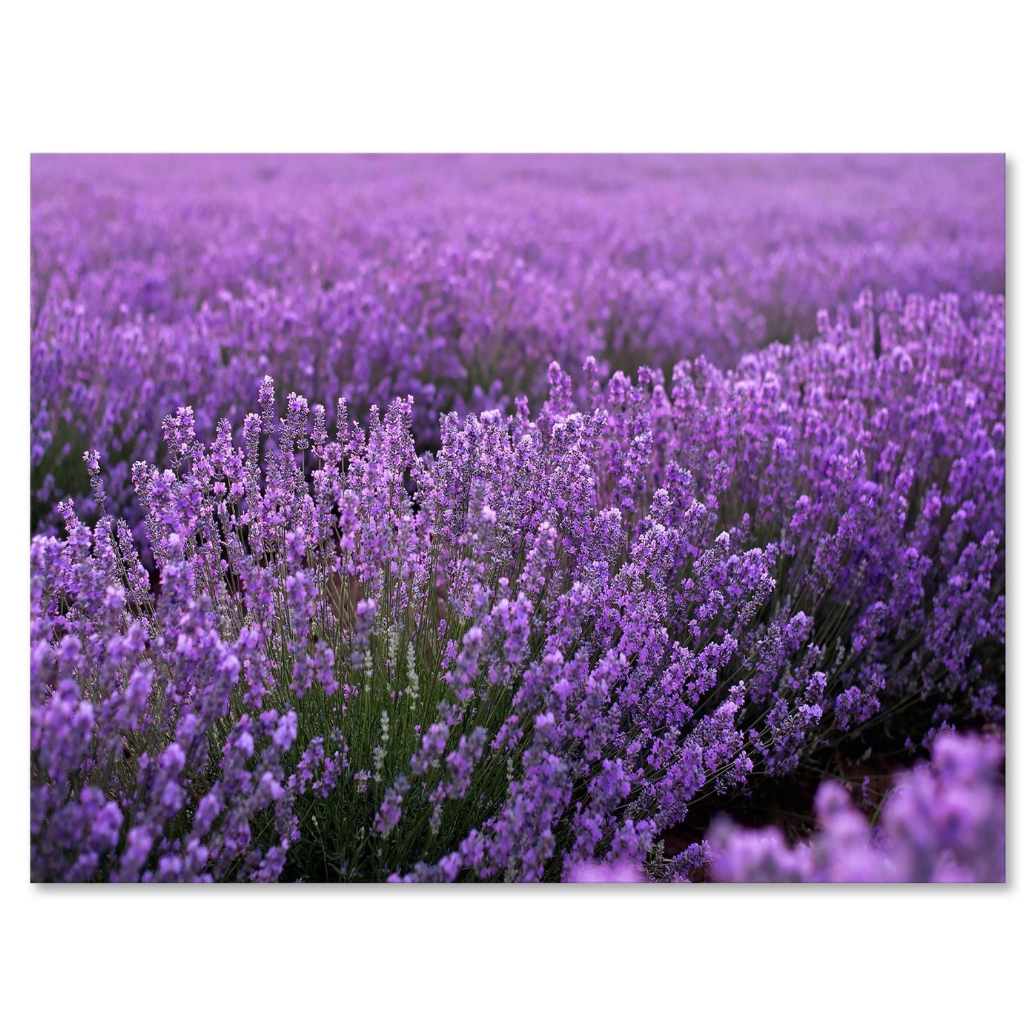 Designart Champ de lavande violet en fleurs Art mural sur toile