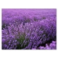 thumbnail image 2 of Designart Blooming Purple Lavender Field Canvas Wall Art, 2 of 4