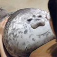 thumbnail image 4 of Chubby Blob Seal Pillow,stuffed Cotton Plush Animal Toy Cute Ocean Fun-stuff, 4 of 5