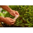 thumbnail image 3 of Miracle-Gro® Tree & Shrub Plant Food Spikes 15-5-10, 3 of 6